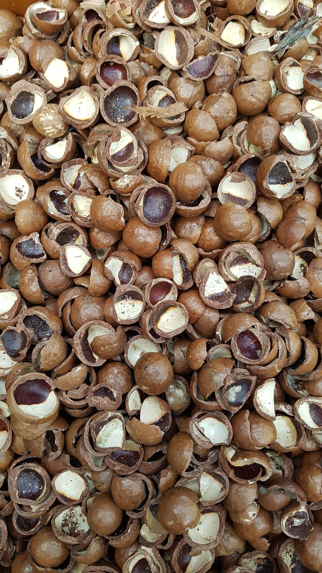 Macadamia Nut Shells 2kg